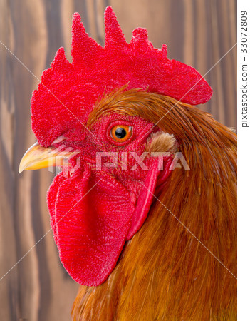 rooster rooster 33072809