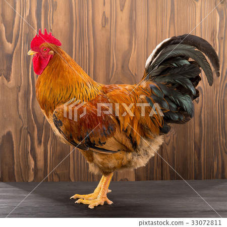 rooster 33072811