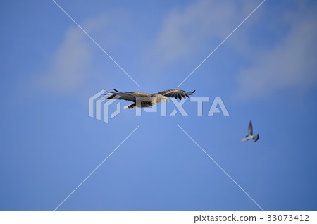 White tail repair, Kushiro, Hokkaido, Japan 33073412