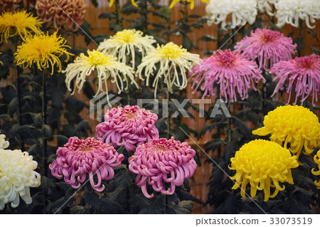 Kikuhana Exhibition 33073519