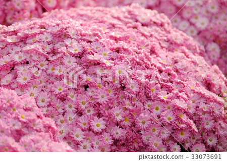 Pink chrysanthemum Pink chrysanthemum 33073691