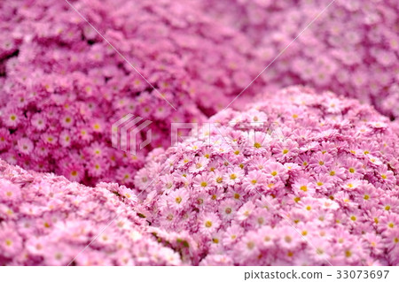Pink chrysanthemum flowers 33073697