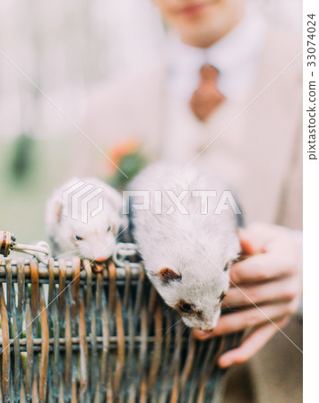 The close-up photo of the little gray ferrets 33074024