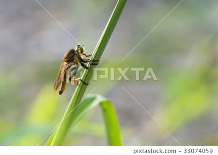 Strongest blue-breasted green eyes 33074059