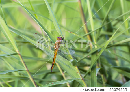 Ushubitimbo 33074335