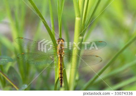 Ushubitimbo 33074336