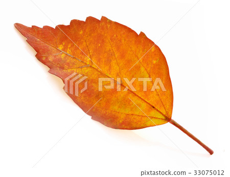 Orange leaf dry on white background 33075012