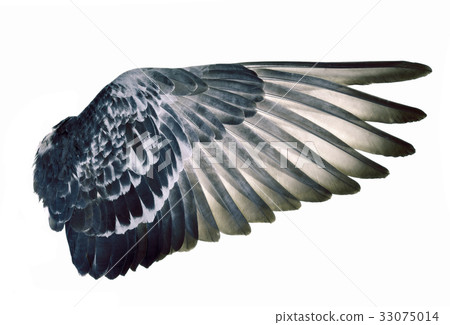 Wing feathers bird on white background 33075014