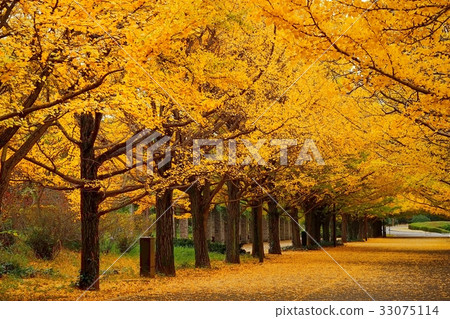 Ginkgo biloba Ginkgo biloba 33075114