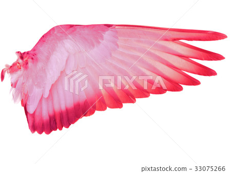 Wing feathers bird isolated on white background 33075266