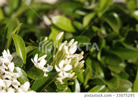 白桑達卡 白桑達卡 33075295