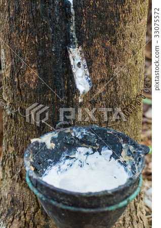 Milky latex extracted from rubber tree 33075572