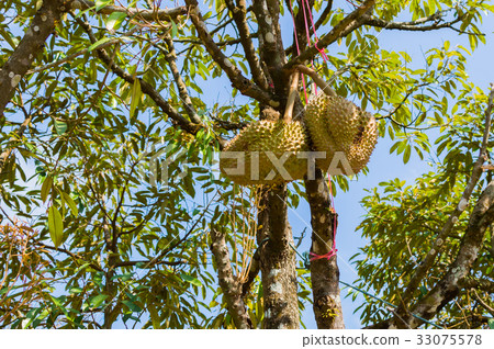 Whole durians fruit on the durian tree branch 33075578