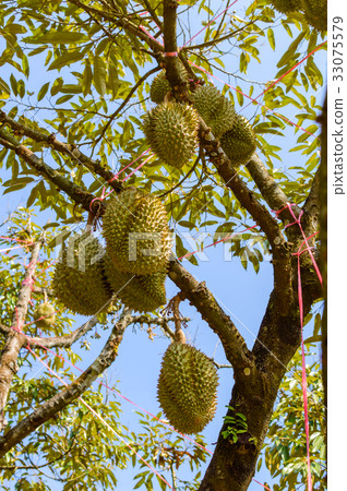 Whole durians fruit on the durian tree branch 33075579