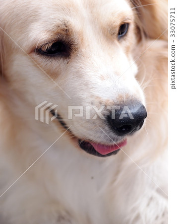cute lovely white long hair young crossbreed dog  33075711