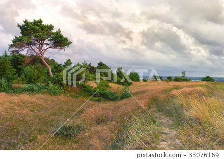 Pines in the dunes of the Baltic 33076169