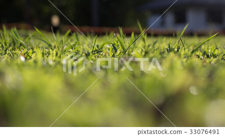 green grass on green background green grass on green background 33076491
