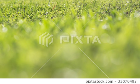 green grass on green background 33076492