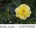 黃玫瑰 33076906