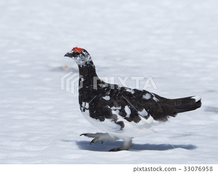 Mr. Grouse Male Mr. Grouse Male 33076958