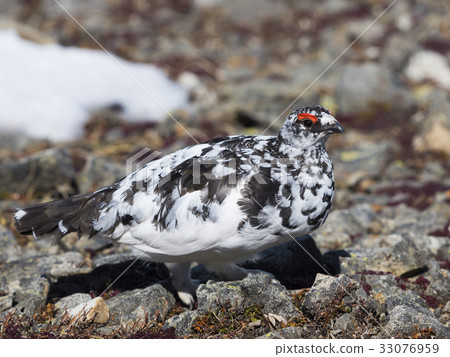 Mr. Grouse Male Mr. Grouse Male 33076959