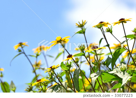 Rudbekia · Takao Rudbekia · Takao 33077223
