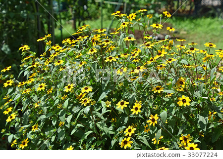 Rudbekia·Takao 33077224
