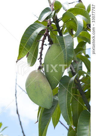 Kinko Mango (Golden Mango) 33077787