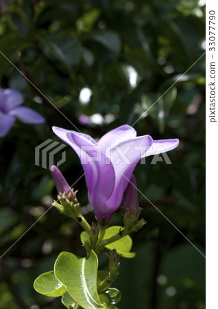 Indian rubber Kazura Indian rubber Kazura 33077790