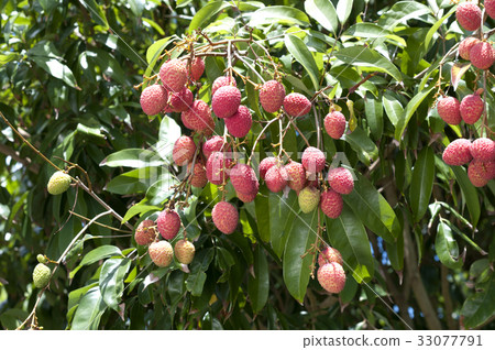 Lychee (Lychee) Lychee (Lychee) 33077791