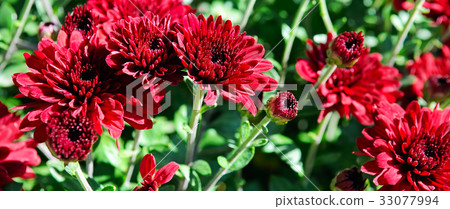 background of bright garden flowers background of bright garden flowers 33077994