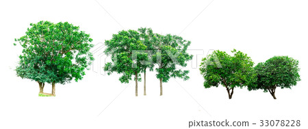 Set of green trees isolated on white background 33078228