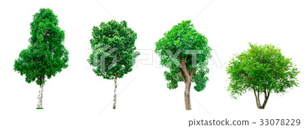 Set of green trees isolated on white background 33078229
