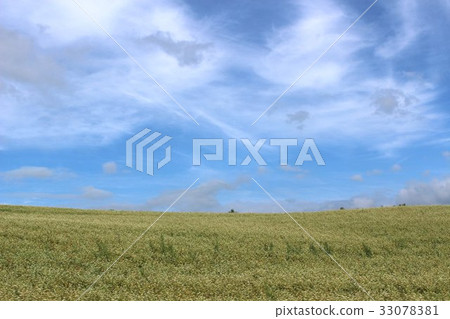 Buckwheat field Buckwheat field 33078381