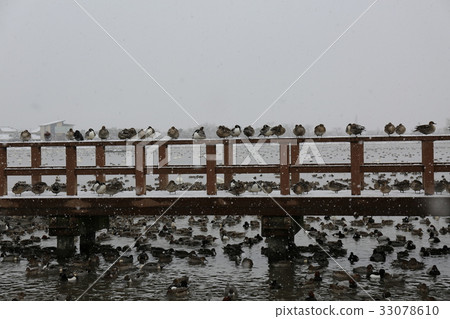 在雪地裡的鳥 在雪地裡的鳥 33078610