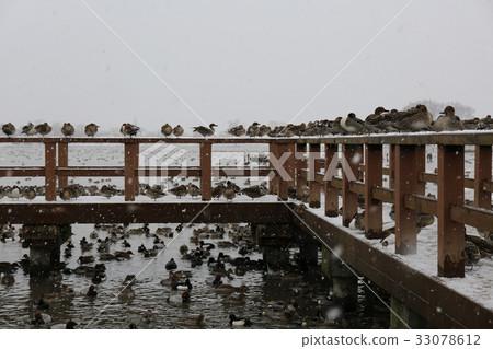 在雪地裡的鳥 在雪地裡的鳥 33078612