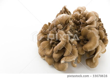 舞茸蘑菇 33078616