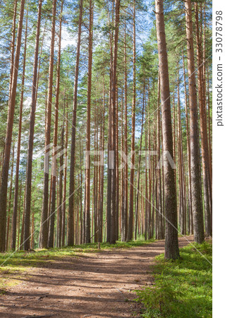 Walking path in forest at summer day 33078798