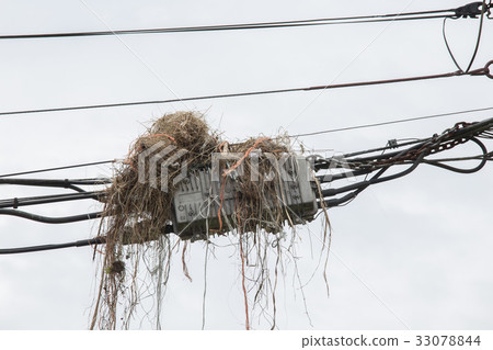 Bird nest on power pole 33078844