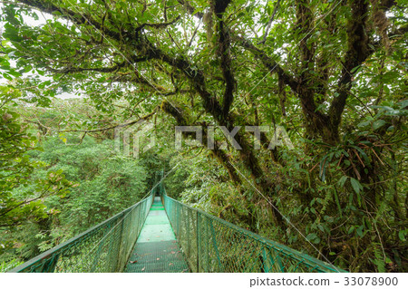 Suspension bridge in rainforest 33078900