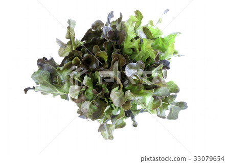 Red Oak Lettuce 33079654