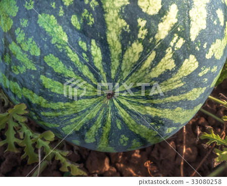 The harvest of watermelon background The harvest of watermelon background 33080258