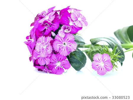 ianthus barbatus (Sweet William) pink flowers. ianthus barbatus (Sweet William) pink flowers. 33080523