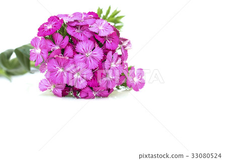 ianthus barbatus (Sweet William) pink flowers. ianthus barbatus (Sweet William) pink flowers. 33080524