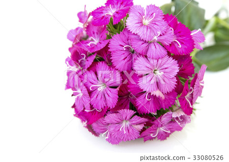 ianthus barbatus (Sweet William) pink flowers. ianthus barbatus (Sweet William) pink flowers. 33080526