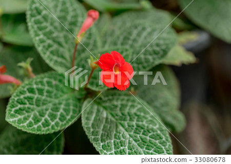 Episcia or flame violets plant Episcia or flame violets plant 33080678