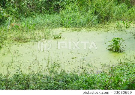 green water lake lagoon cover with Duckweed 33080699