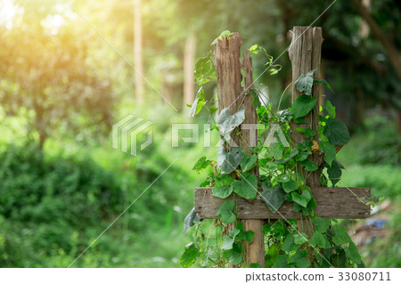 Ivy Gourd vine with wood countryside green nature 33080711