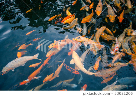 Many red fish in the pond close-up 33081206