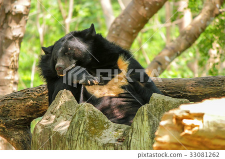 Asian black bear or Ursus thibetanus in zoo 33081262